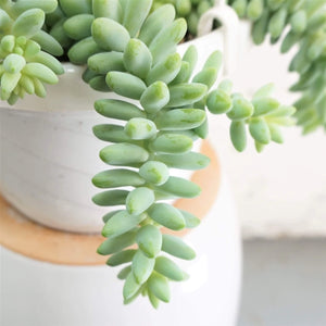 Succulent in 6" Wht Hanging Basket