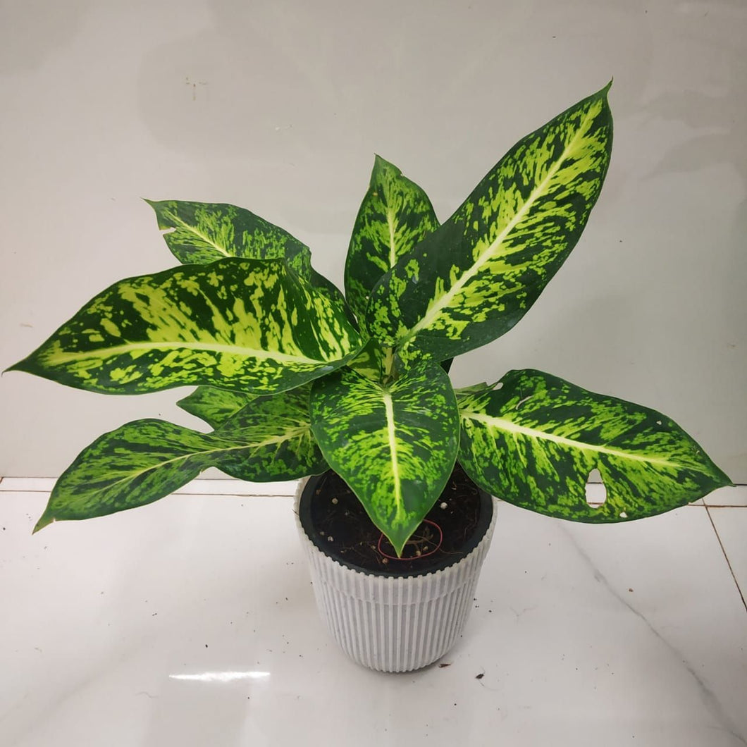 Dieffenbachia Plants